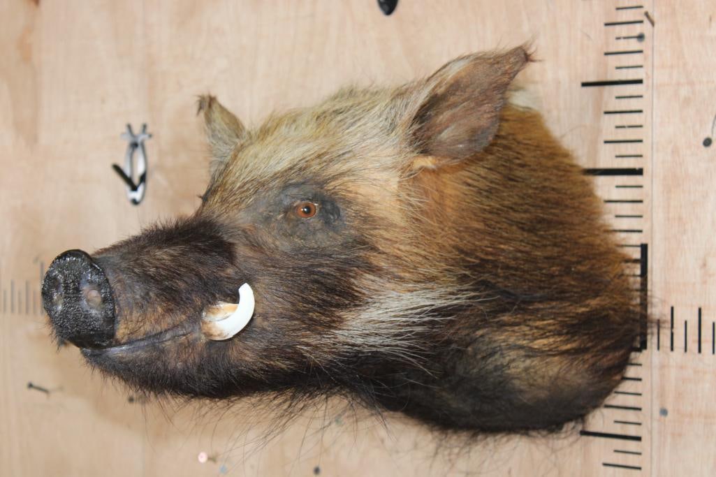 BUSHPIG Shoulder Mount - 3