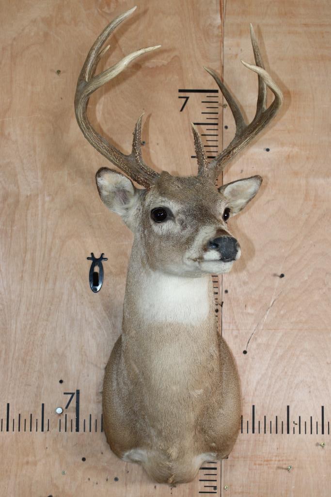 8-Point WHITETAIL DEER Shoulder Mount - 2