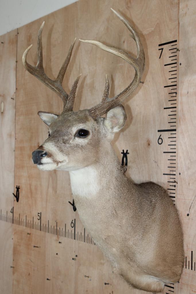 8-Point WHITETAIL DEER Shoulder Mount - 4