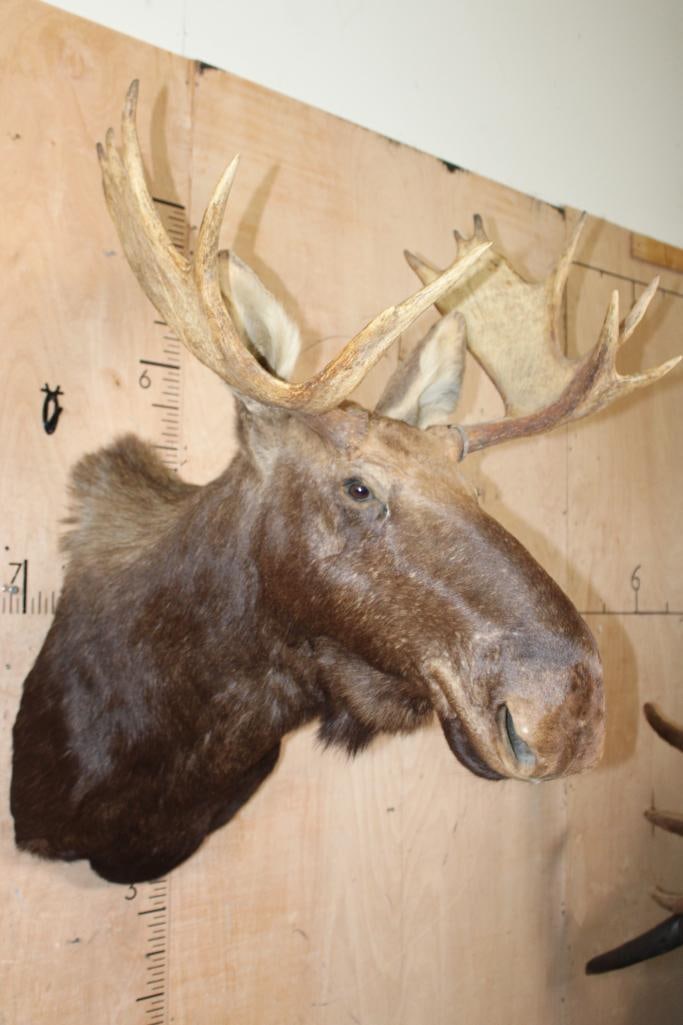 14-Point SHIRAS MOOSE Shoulder Mount - 2