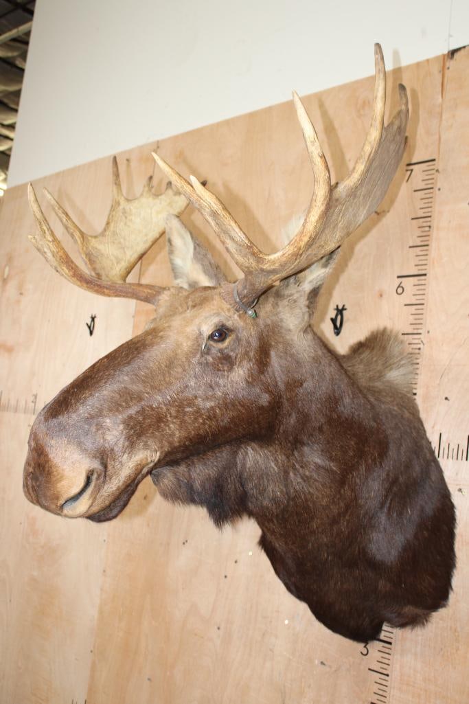 14-Point SHIRAS MOOSE Shoulder Mount - 3