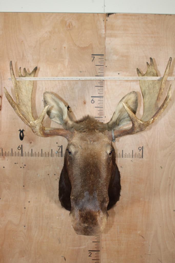 14-Point SHIRAS MOOSE Shoulder Mount - 4