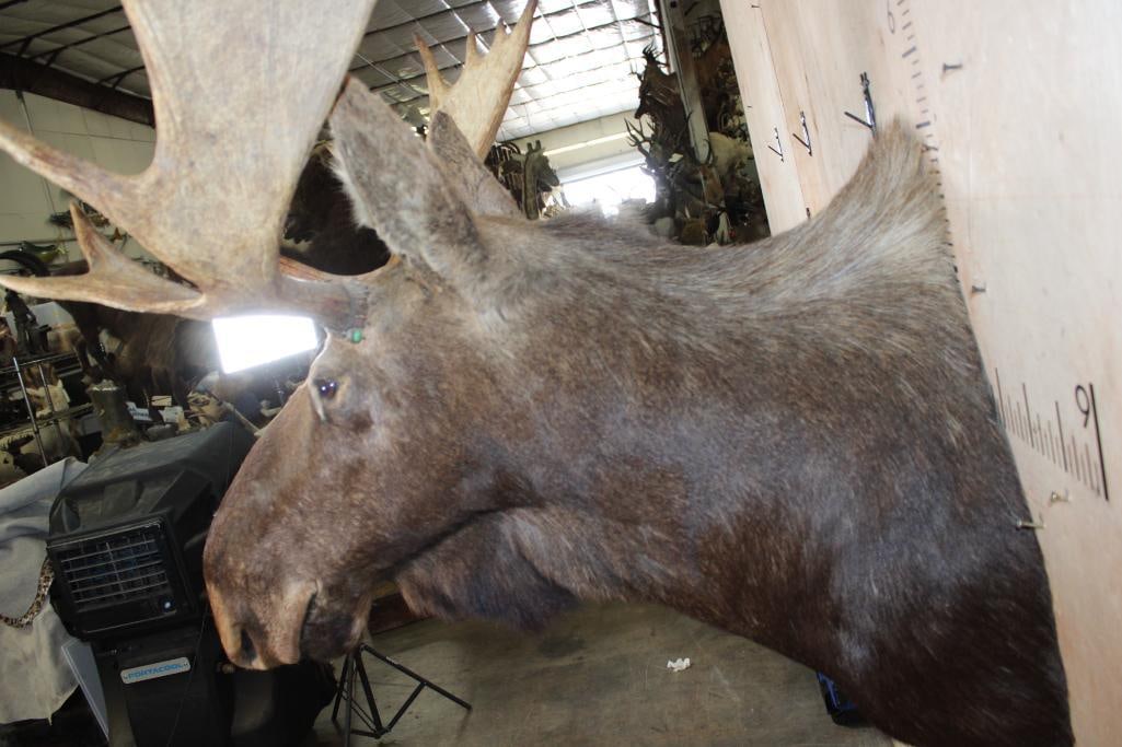 14-Point SHIRAS MOOSE Shoulder Mount - 5