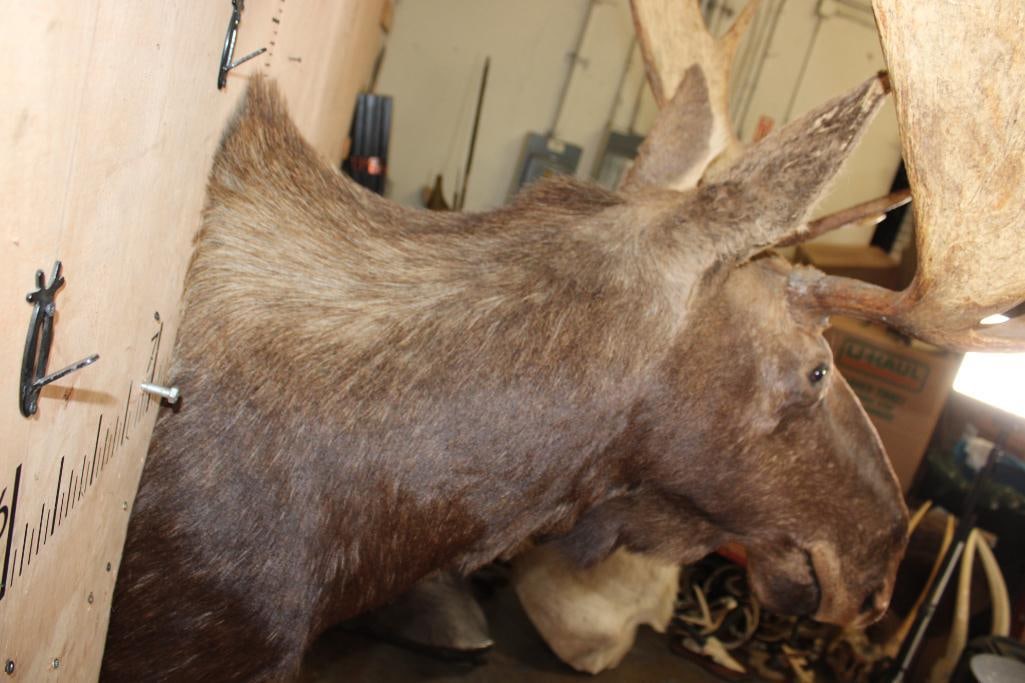 14-Point SHIRAS MOOSE Shoulder Mount - 6