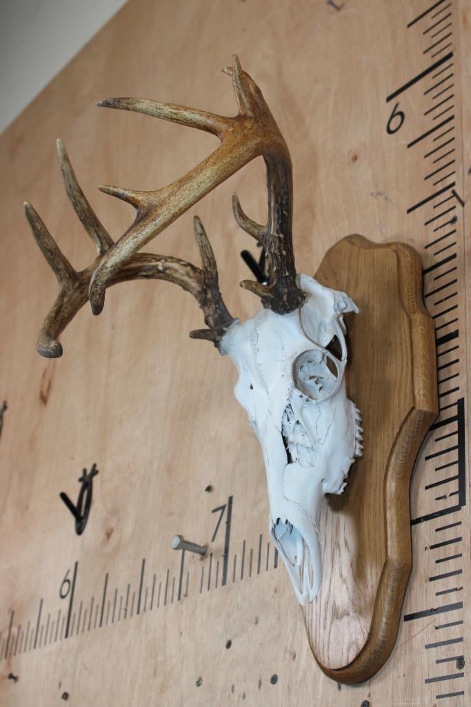 12-Point WHITETAIL DEER Skull on a Wood Plaque - 2