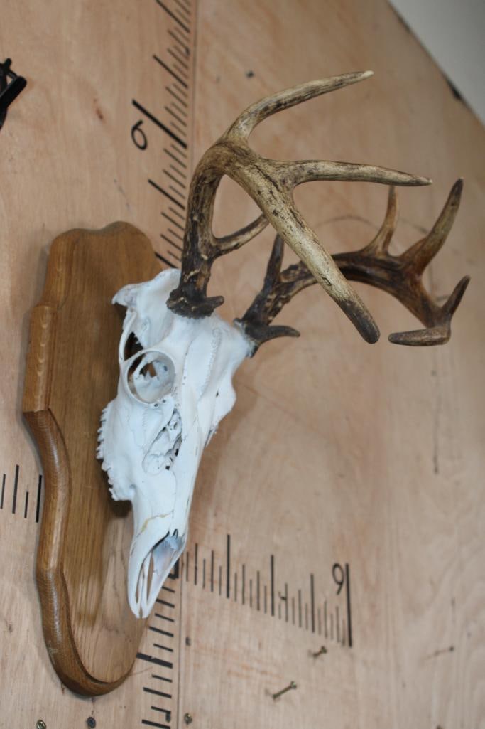 12-Point WHITETAIL DEER Skull on a Wood Plaque - 3