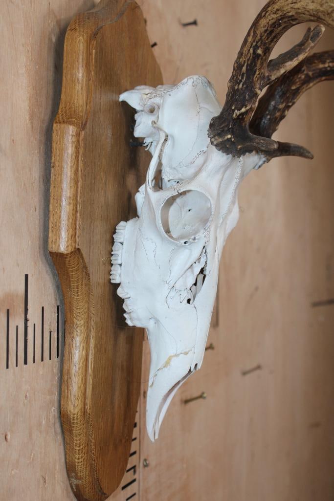 12-Point WHITETAIL DEER Skull on a Wood Plaque - 4