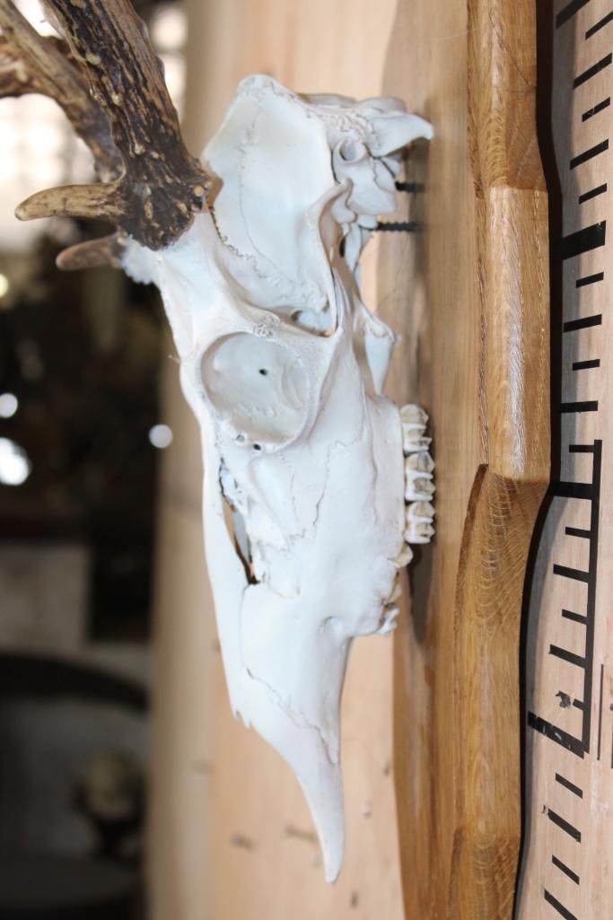 12-Point WHITETAIL DEER Skull on a Wood Plaque - 5