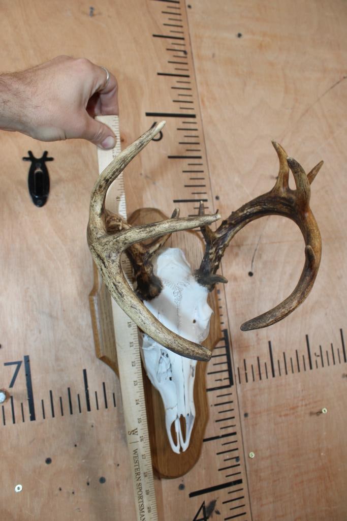 12-Point WHITETAIL DEER Skull on a Wood Plaque - 6