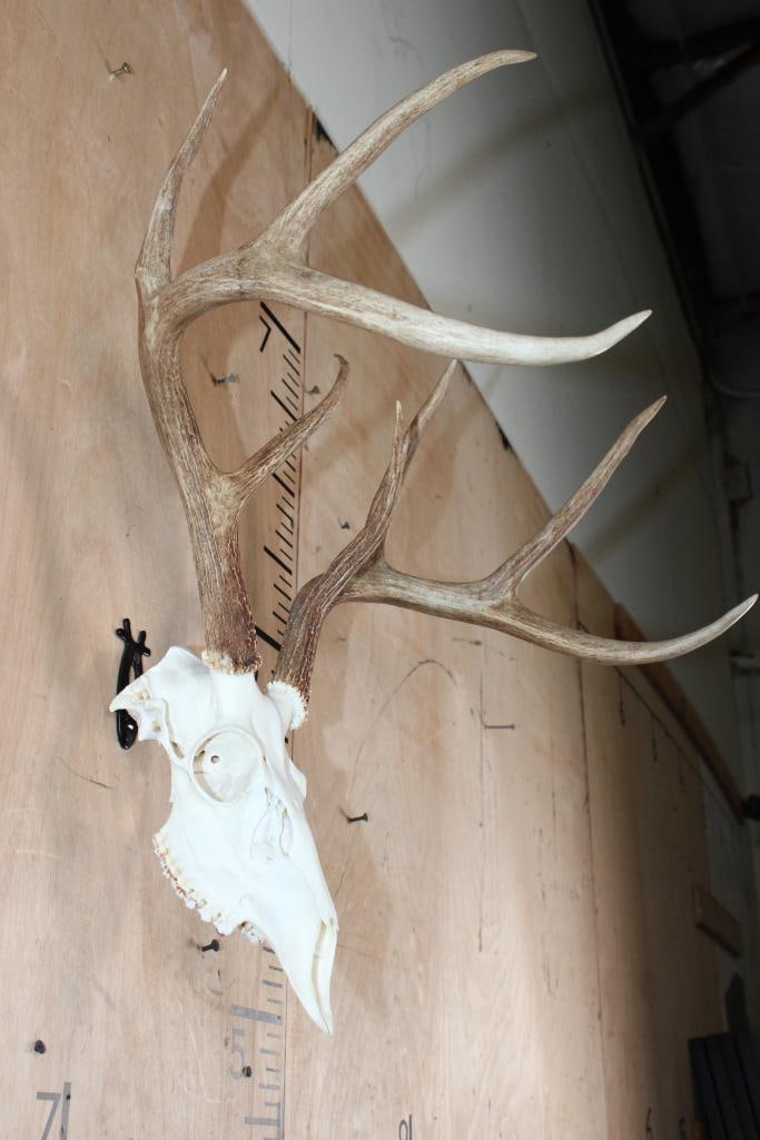 8-Point Typical WHITETAIL DEER Skull - 2