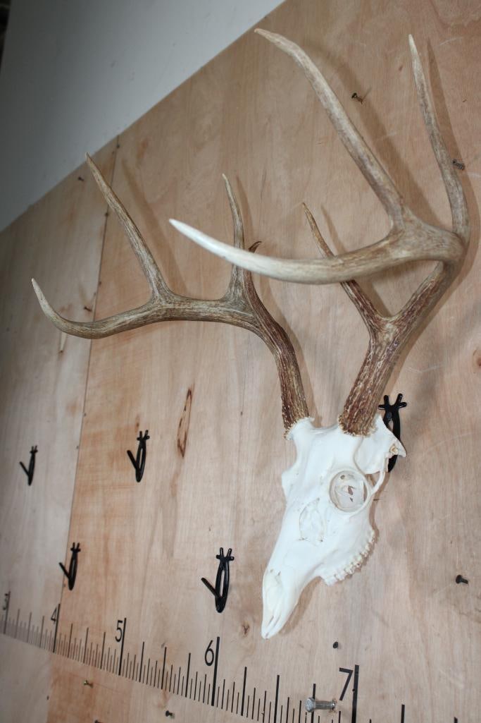 8-Point Typical WHITETAIL DEER Skull - 3