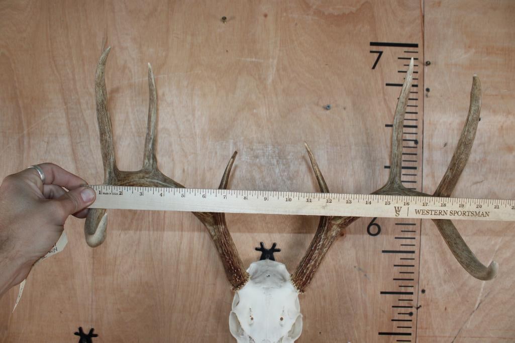 8-Point Typical WHITETAIL DEER Skull - 4