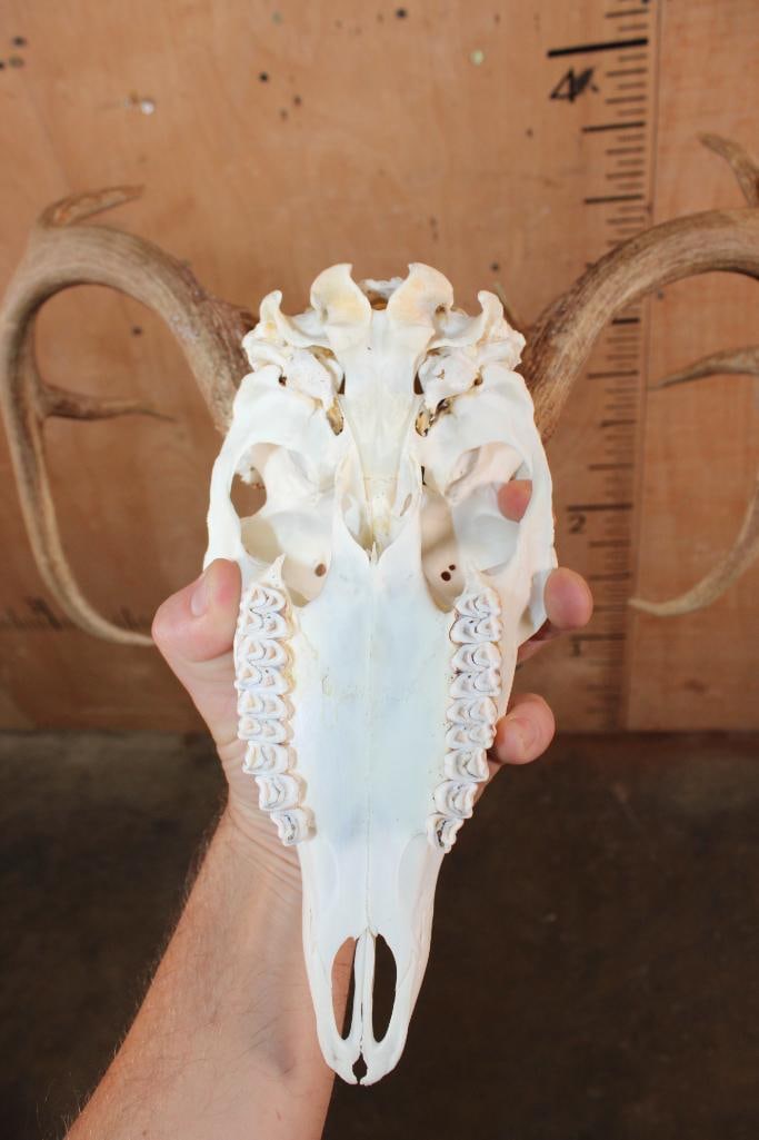 8-Point Typical WHITETAIL DEER Skull - 5