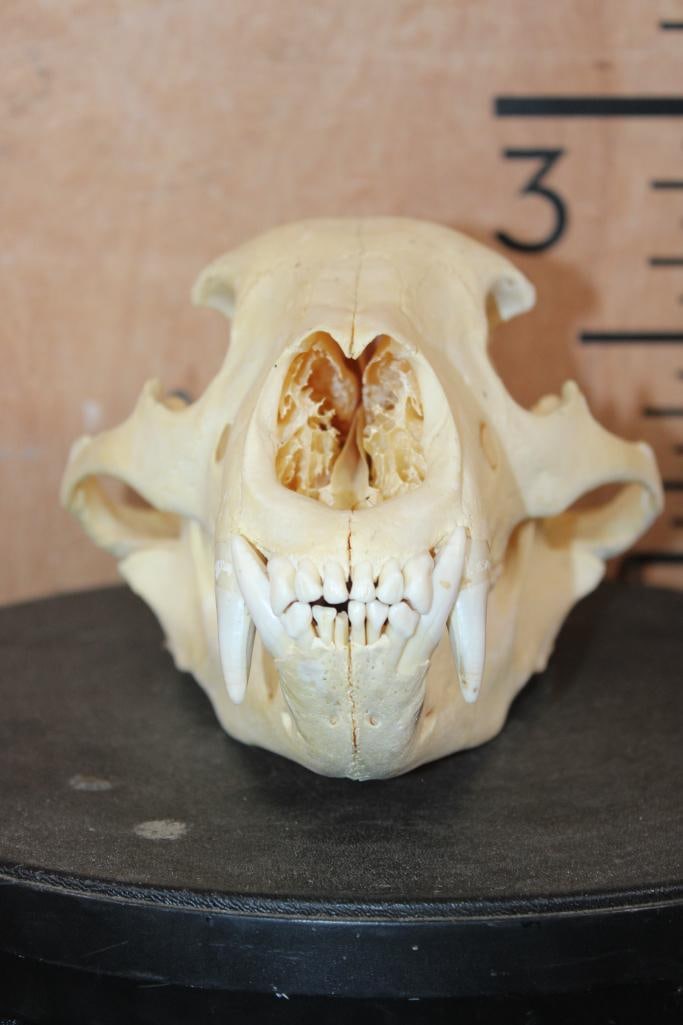 BLACK BEAR Skull - 2