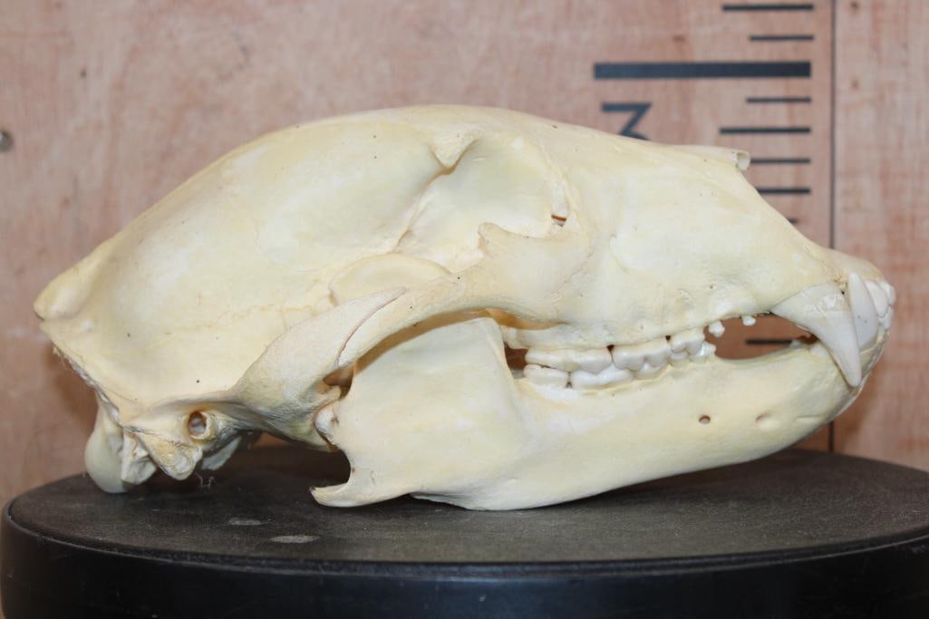 BLACK BEAR Skull - 3