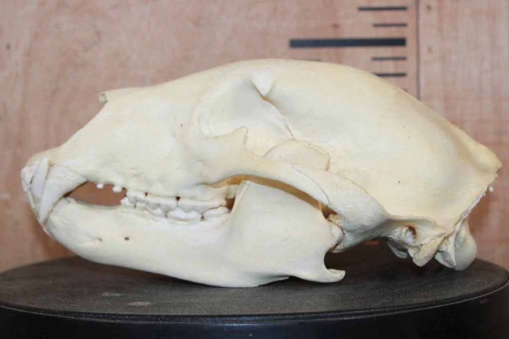 BLACK BEAR Skull - 4
