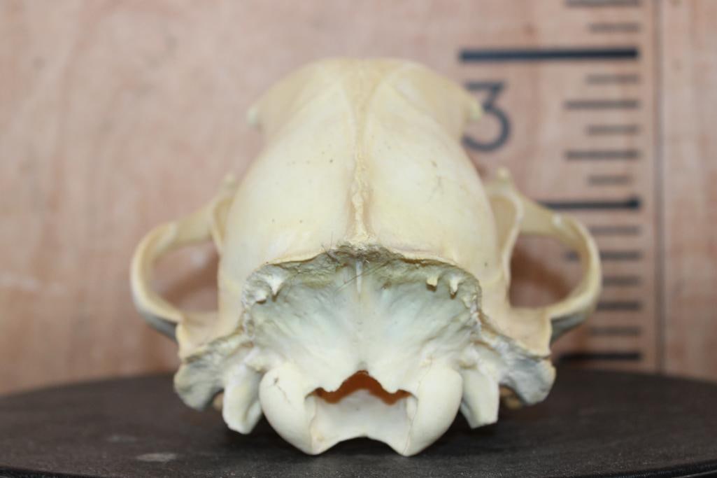 BLACK BEAR Skull - 7