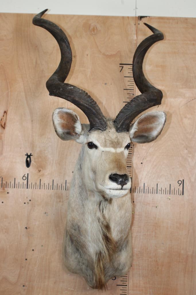KUDU Shoulder Mount with Removable Horns - 2