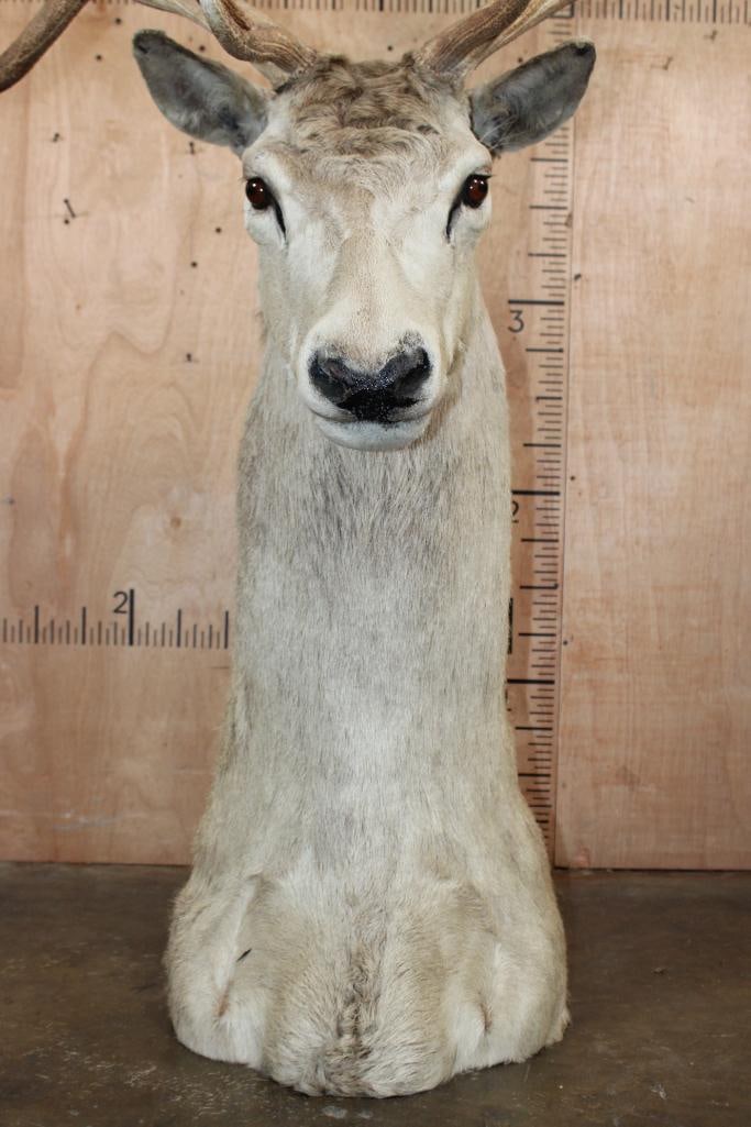 16-Point RED STAG Floor Pedestal Mount - 8