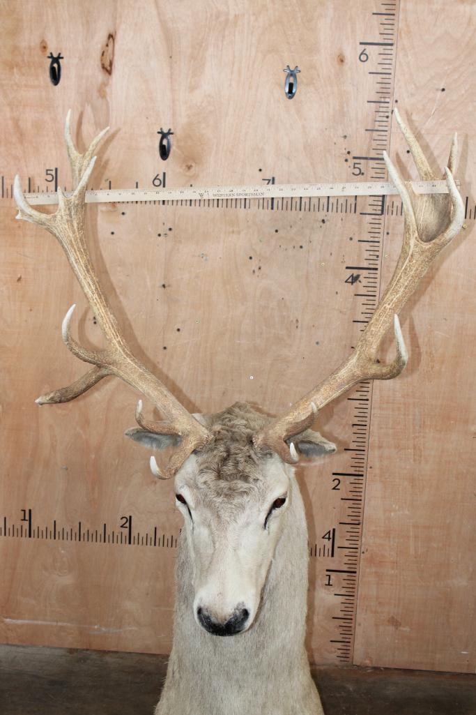 16-Point RED STAG Floor Pedestal Mount - 9