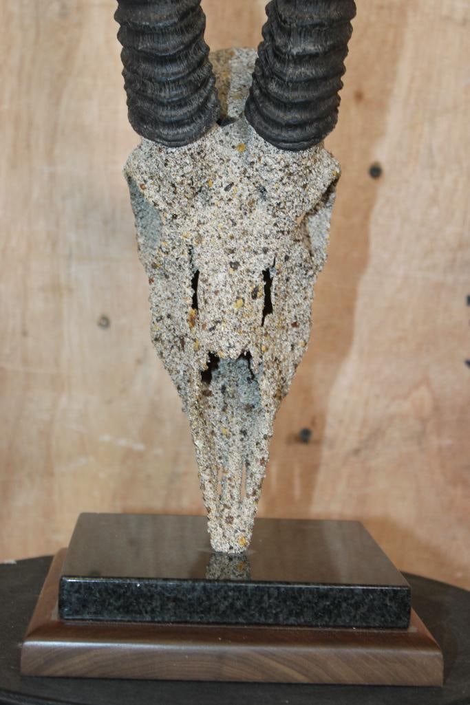 XL GRANT'S GAZELLE Skull Table Pedestal with a "Rock Spray" Texture Finish - 5