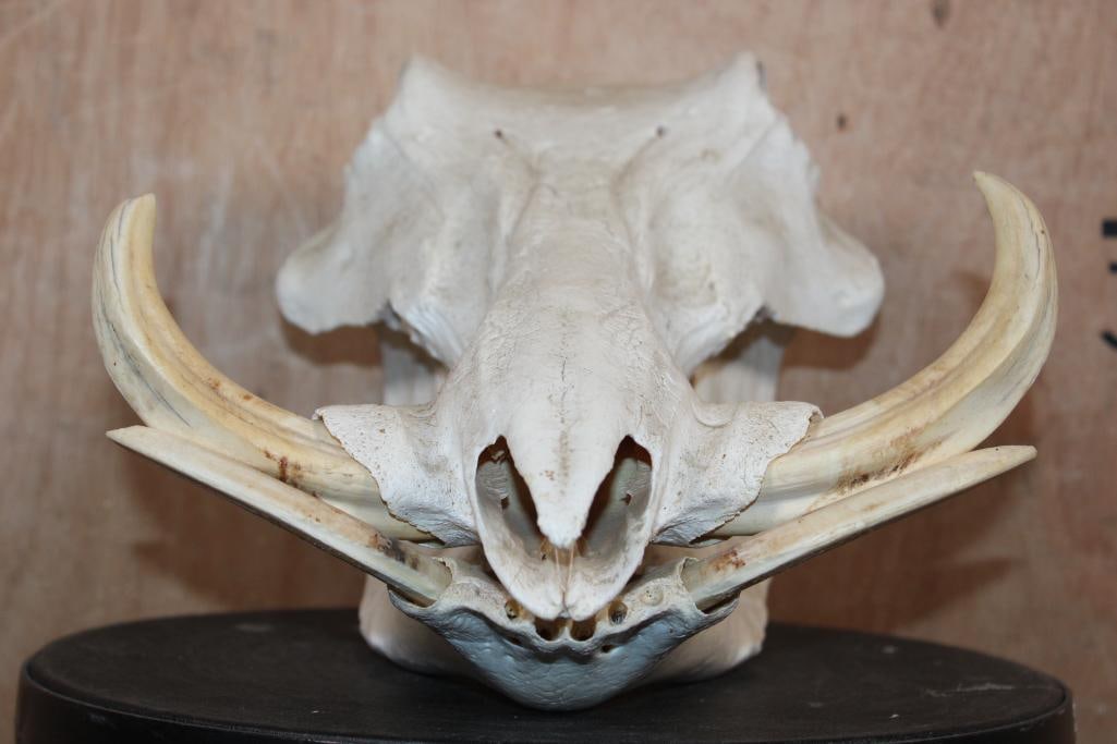 WARTHOG Skull with All 4 Tusks - 2