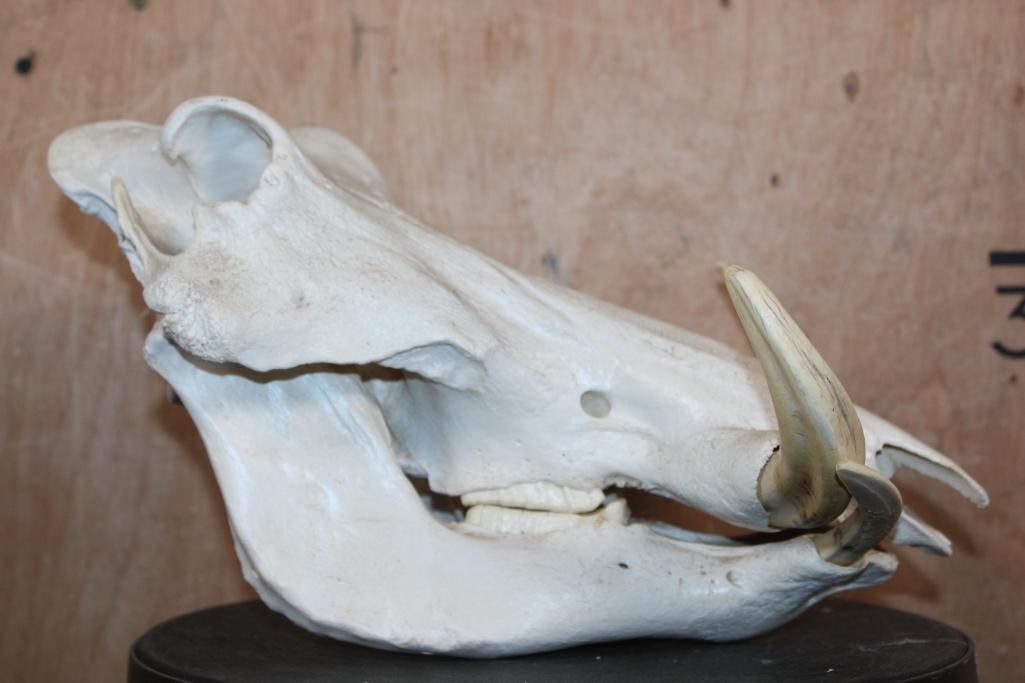 WARTHOG Skull with All 4 Tusks - 3