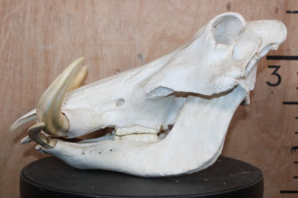 WARTHOG Skull with All 4 Tusks - 4
