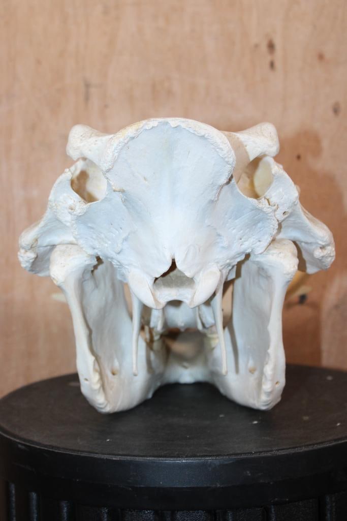 WARTHOG Skull with All 4 Tusks - 5