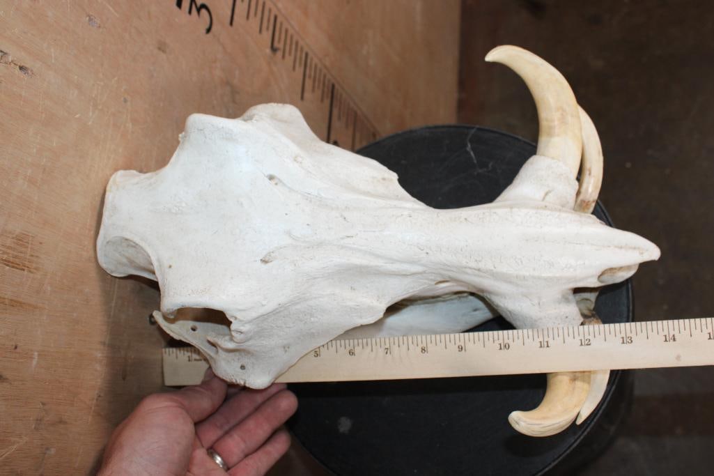 WARTHOG Skull with All 4 Tusks - 6