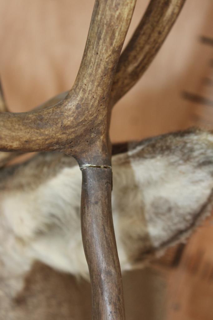 MULE DEER Shoulder Mount with Double Drop-tines - 2