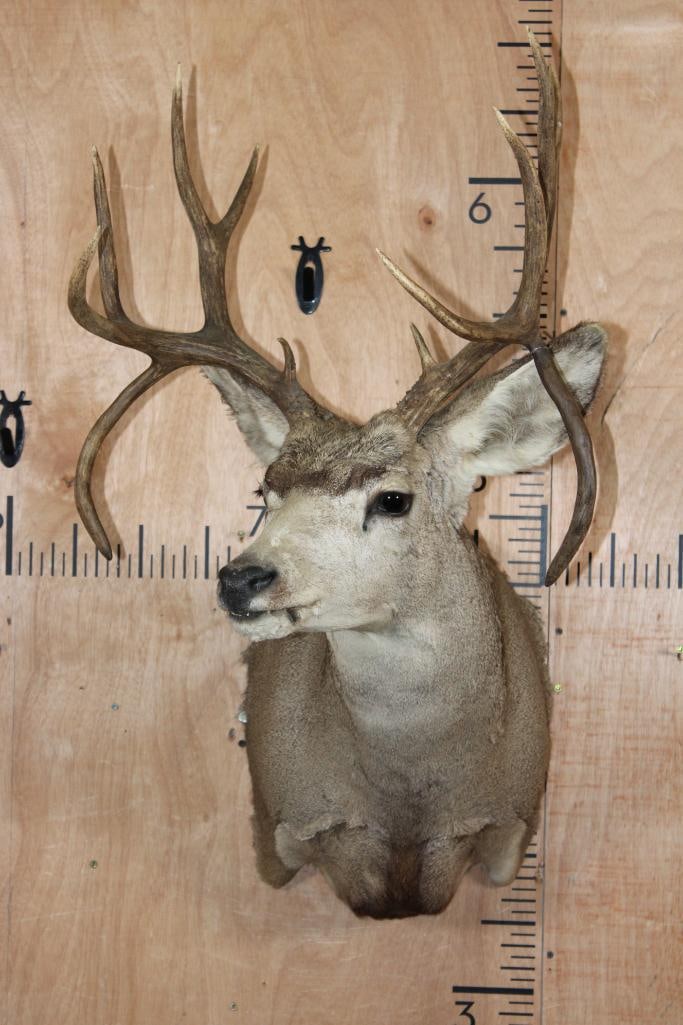 MULE DEER Shoulder Mount with Double Drop-tines - 3