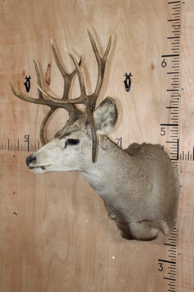 MULE DEER Shoulder Mount with Double Drop-tines - 4