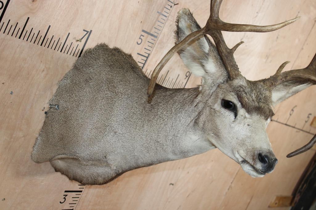 MULE DEER Shoulder Mount with Double Drop-tines - 6