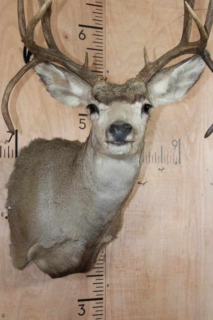 MULE DEER Shoulder Mount with Double Drop-tines - 7