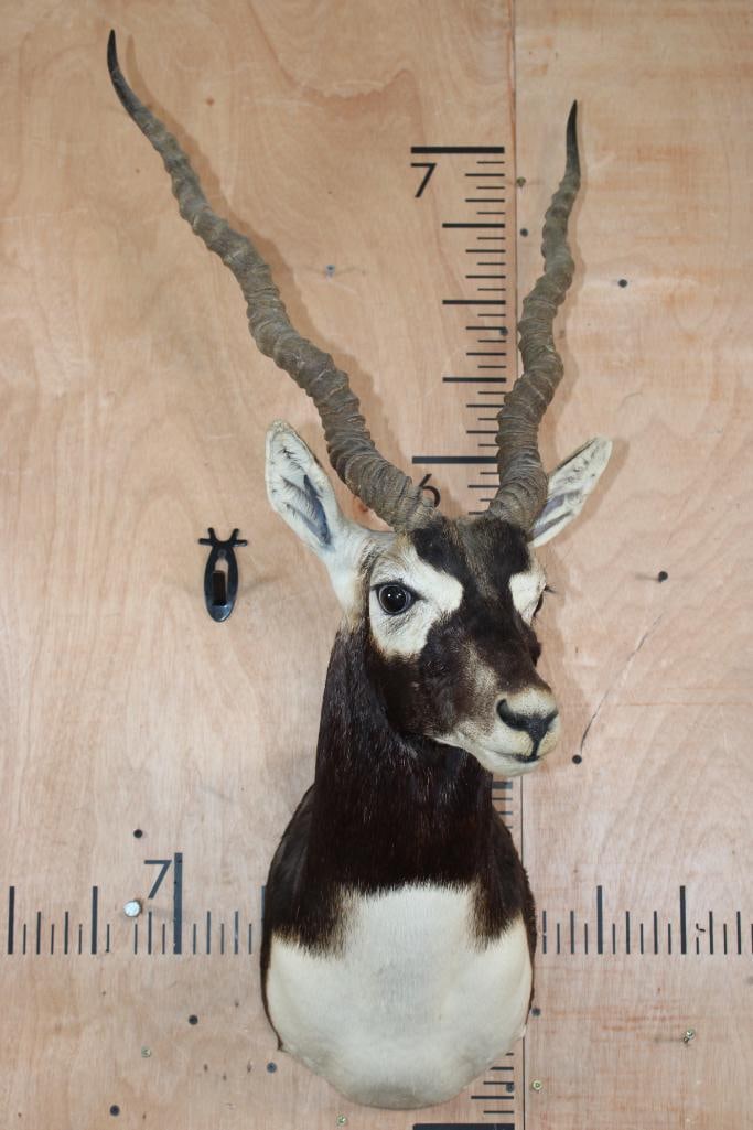 Big BLACKBUCK Shoulder Mount - 2
