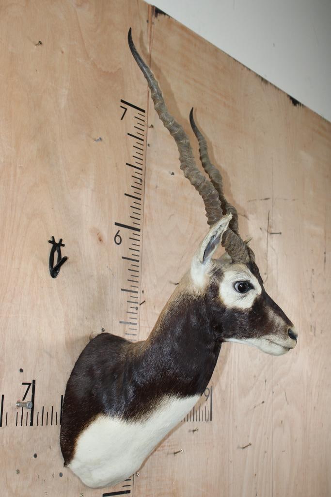 Big BLACKBUCK Shoulder Mount - 3