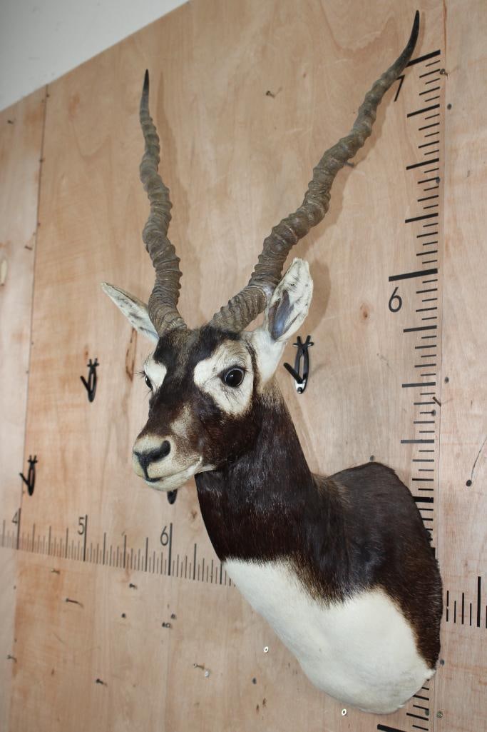 Big BLACKBUCK Shoulder Mount - 4