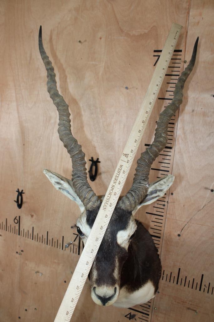 Big BLACKBUCK Shoulder Mount - 5