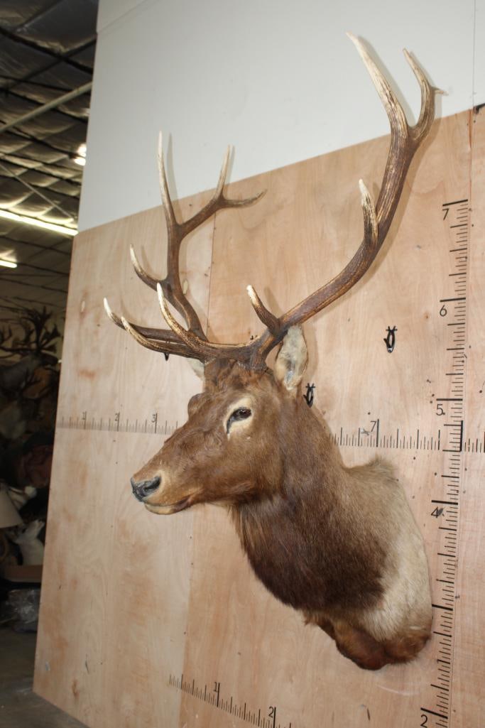 12-Point ELK Shoulder Mount - 2