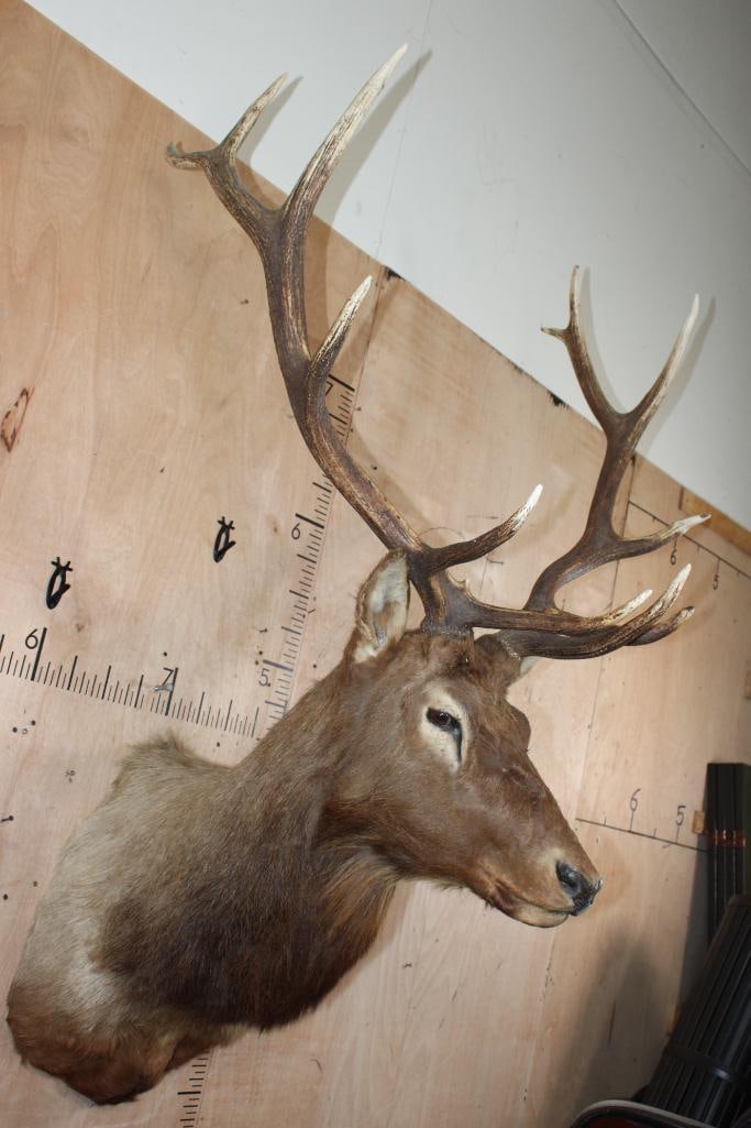 12-Point ELK Shoulder Mount - 3