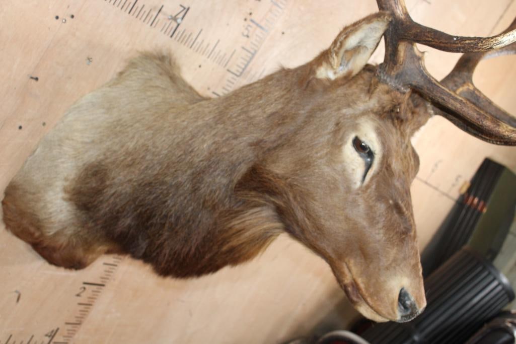12-Point ELK Shoulder Mount - 4