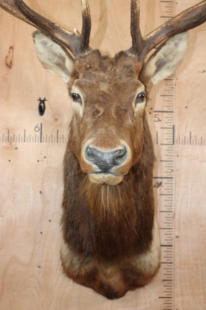 12-Point ELK Shoulder Mount - 5