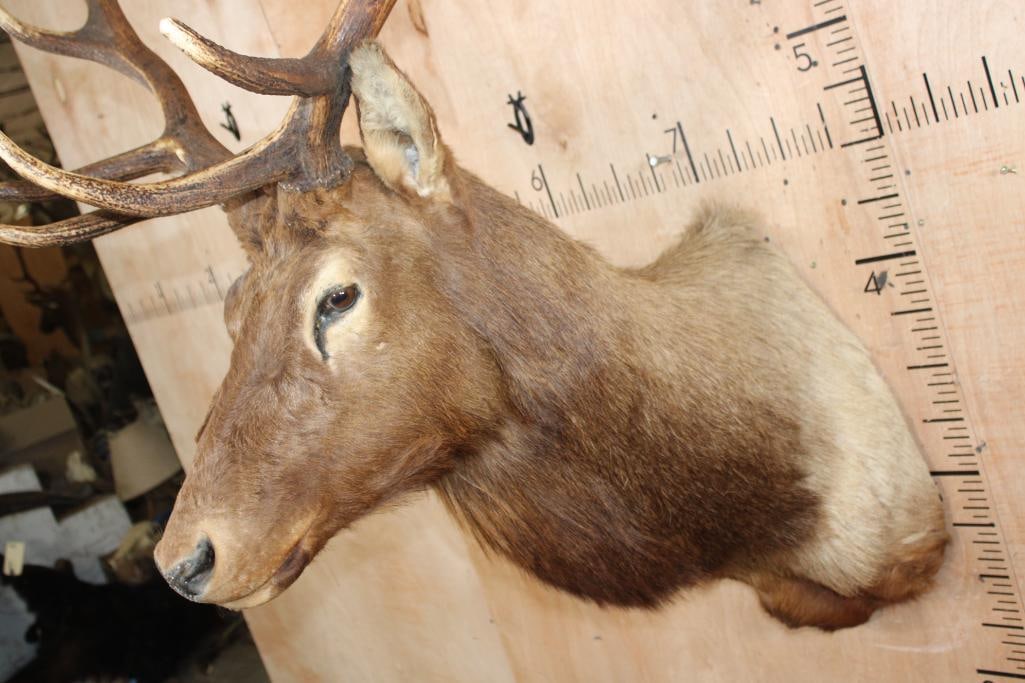 12-Point ELK Shoulder Mount - 6
