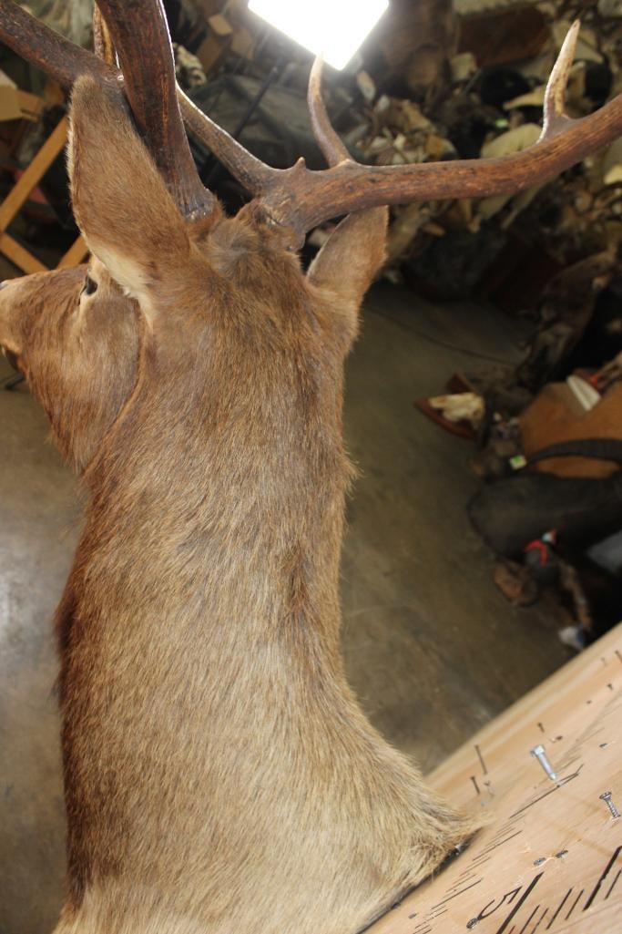 12-Point ELK Shoulder Mount - 7
