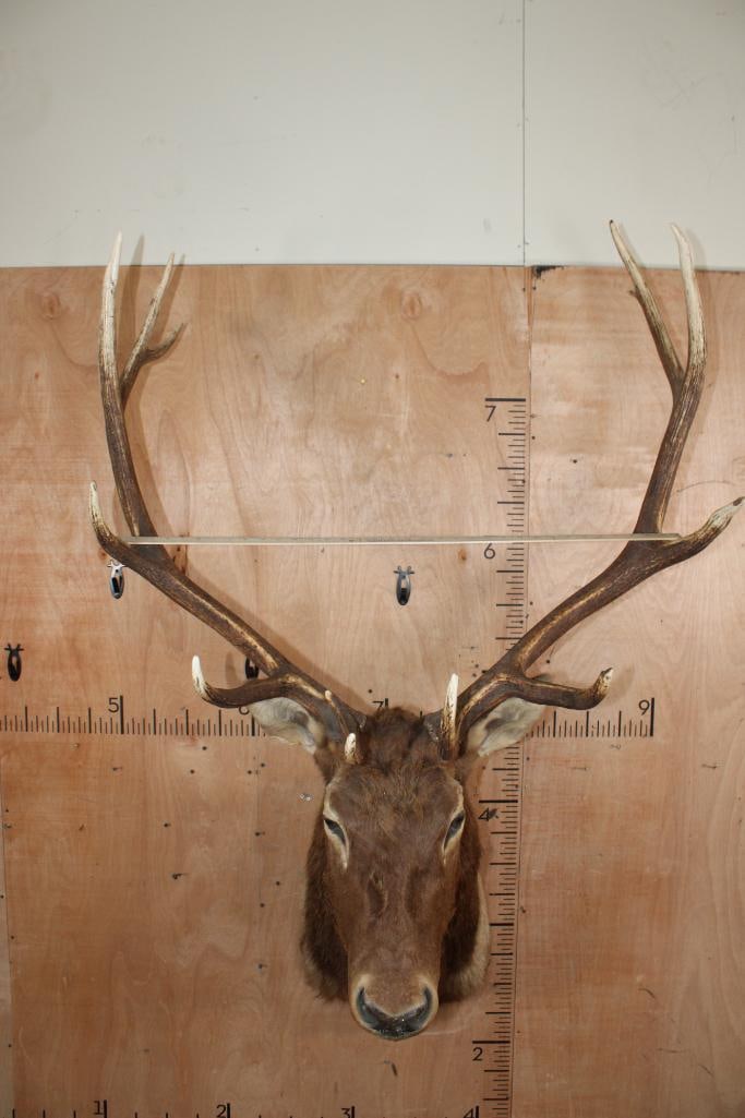 12-Point ELK Shoulder Mount - 8