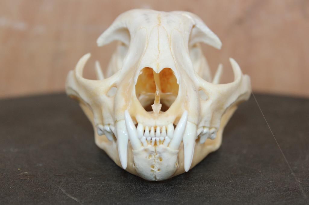 BOBCAT Skull - 2