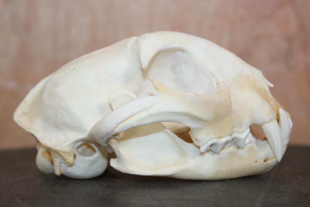 BOBCAT Skull - 3