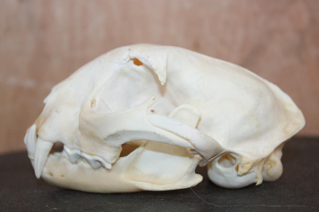 BOBCAT Skull - 4