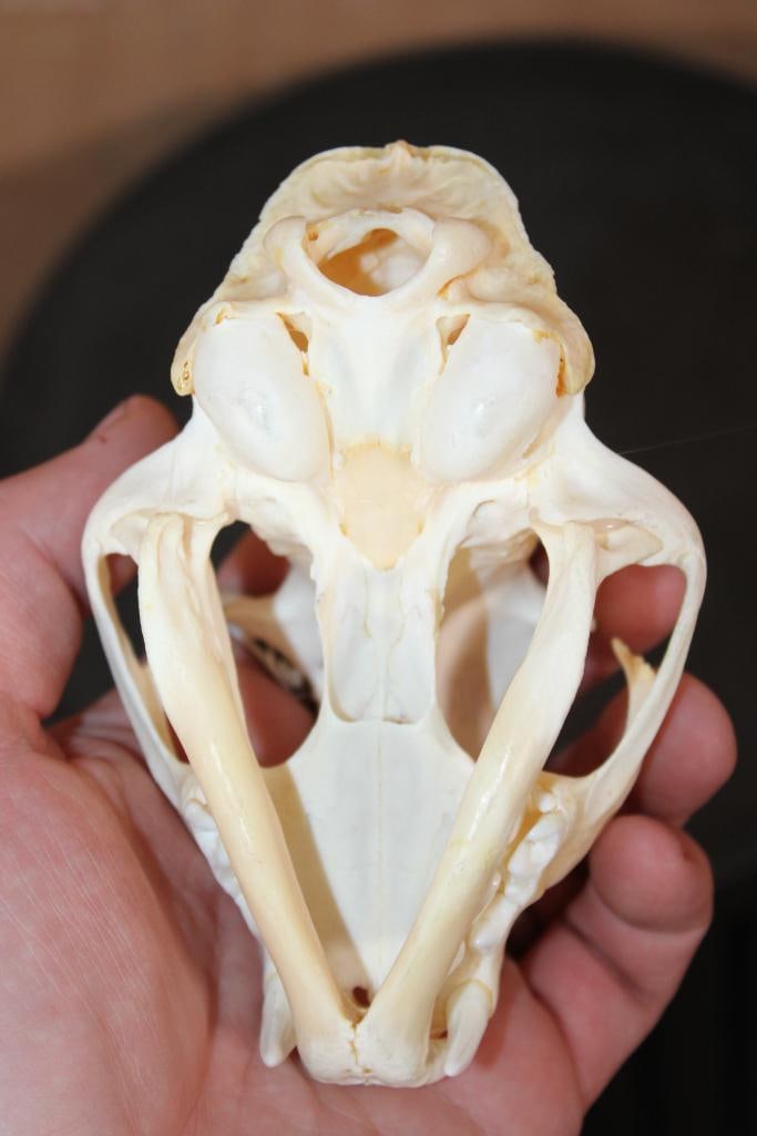 BOBCAT Skull - 5